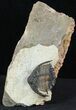 Akantharges Mbareki Trilobite - Tinejdad, Morocco #46318-3